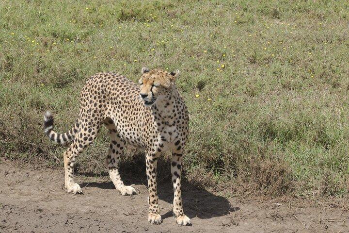 2 Days Safari Adventure in Tanzania