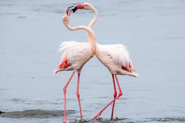 2 Days Safari Adventure in Tanzania