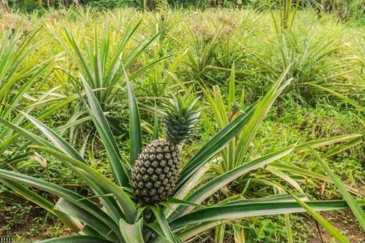 Zanzibar Walking Spice Farm with Local Cooking Class