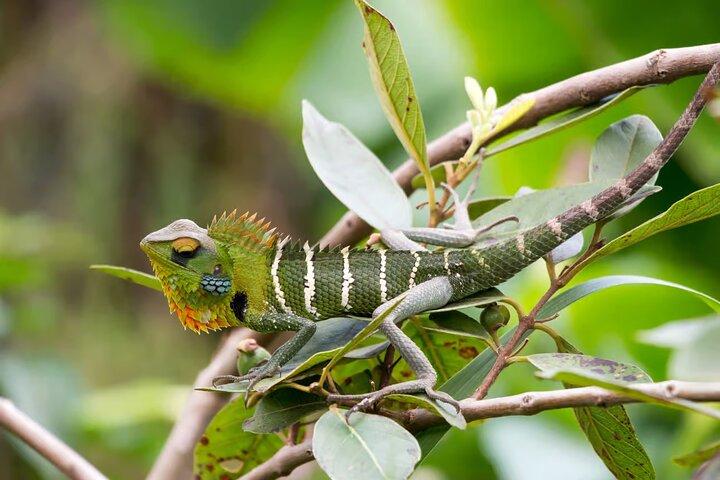 Bentota River Safari: Crocodiles, Monkeys, Birds, Mangrove Forest