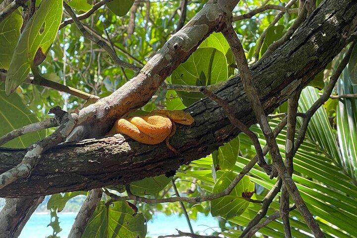 Discover Cahuita National Park Tour