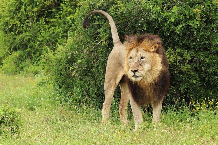 Tour Safari; Nairobi National Park