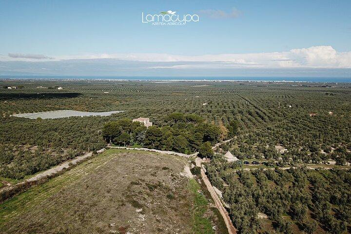 Apulian Olive Oil Tasting and Aperitivo Experience in Trani