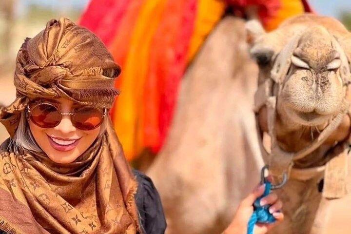 Dromedary at the Palmeraie of Marrakech
