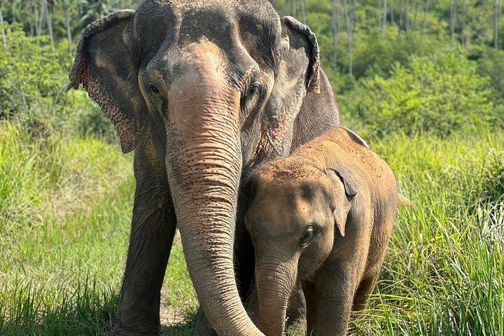 Samui: Elephant Jungle experience & The First Elephant Museum