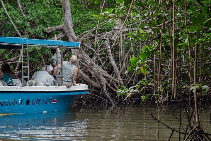 Tamarindo Estuary Boat Tour