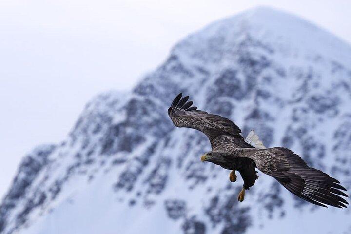 Tromsø: Arctic Fjord Cruise & Fishing Experience