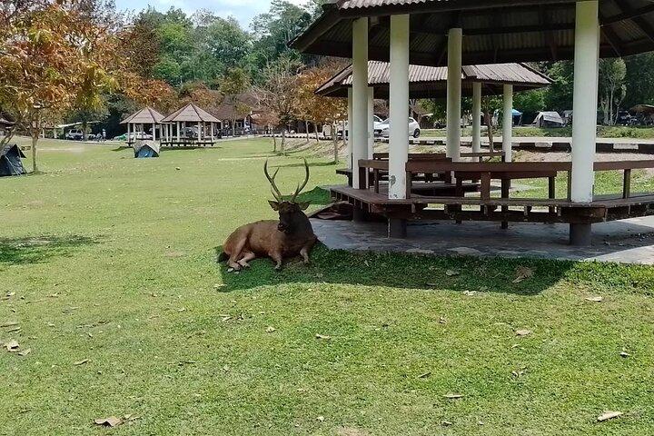 Khaoyai National Park Hiking & Waterfalls Full Day Private Tour