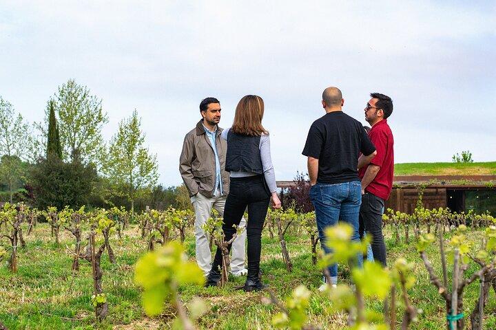 Vineyard walk and wine tasting in l’Empordà