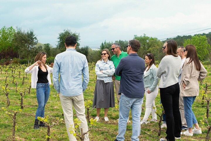 Vineyard walk and wine tasting in l’Empordà