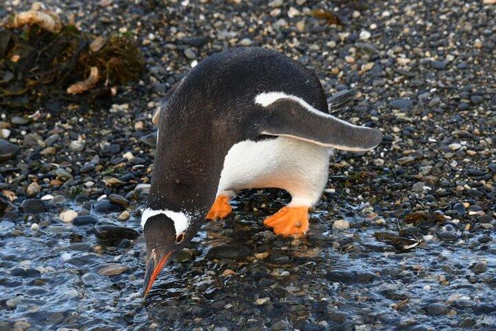 Navigate through the Beagle Channel: Seal, Bird & Penguin Islands