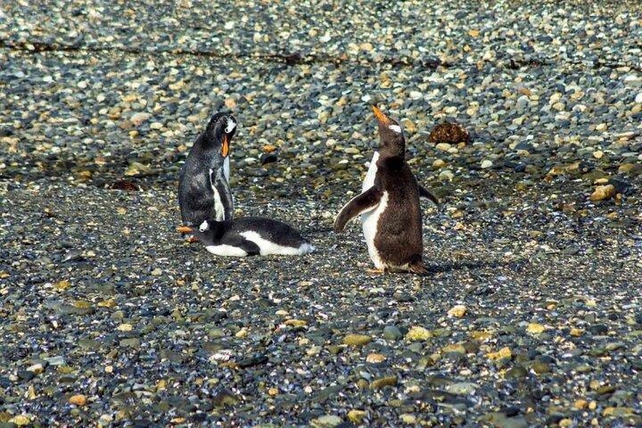 Navigate through the Beagle Channel: Seal, Bird & Penguin Islands