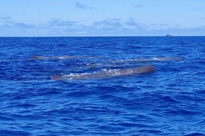 São Miguel, Azores: Whale and Dolphin Watching Tour