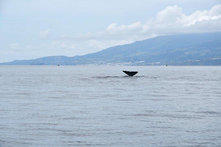 São Miguel, Azores: Whale and Dolphin Watching Tour