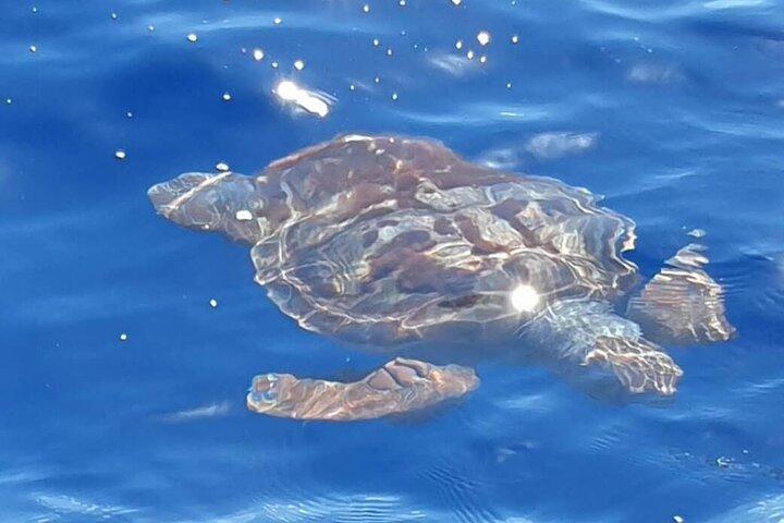 São Miguel, Azores: Whale and Dolphin Watching Tour