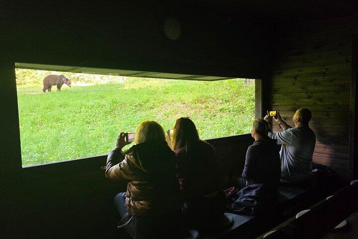 Watching Brown Bear from hideout/ Guarantee you'll see wild Bears