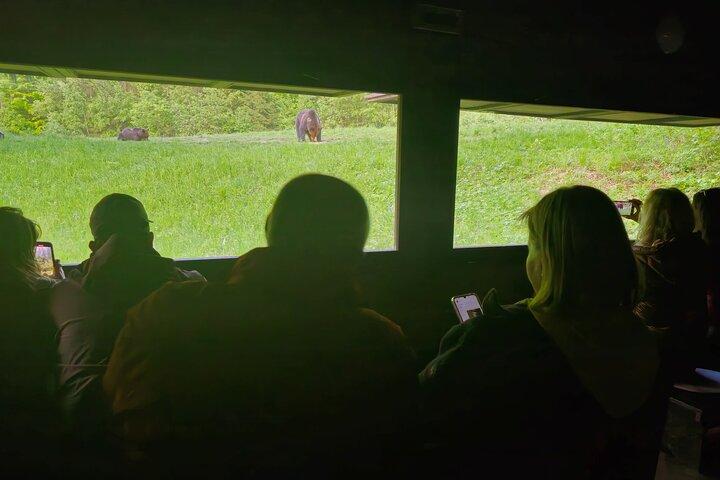 Watching Brown Bear from hideout/ Guarantee you'll see wild Bears