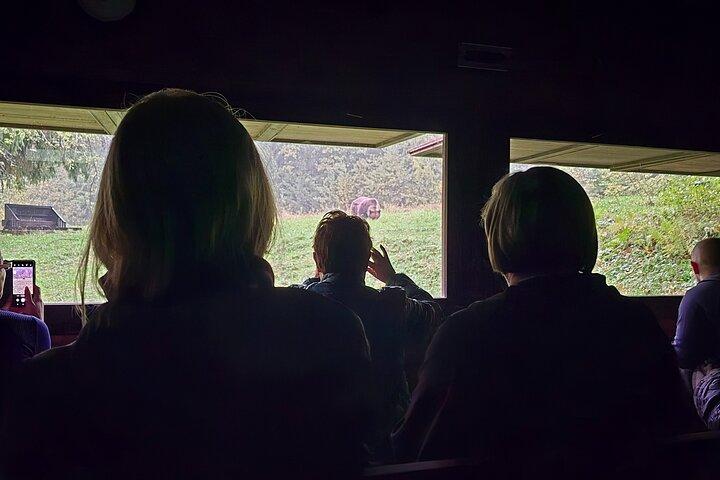 Watching Brown Bear from hideout/ Guarantee you'll see wild Bears