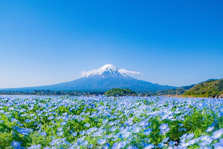 One Way Shuttle Van Transfer, Tokyo⇔Yamanashi(Mt.Fuji)