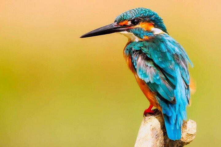 Muthurajawela Wetlands: Scenic Boat Ride & Birdwatching Tour