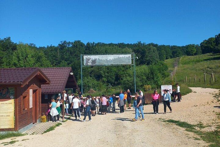 from Brasov Bear Sanctuary day trip