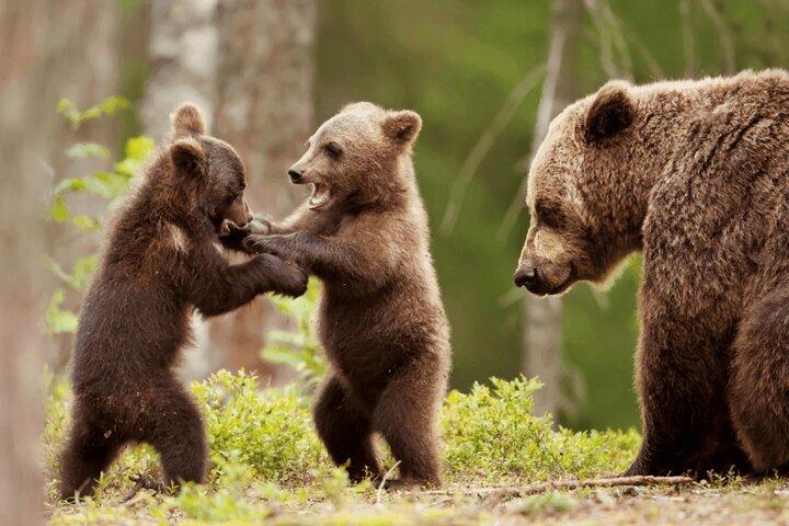 from Brasov Bear Sanctuary day trip