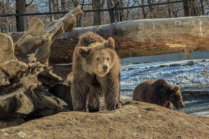 from Brasov Bear Sanctuary day trip