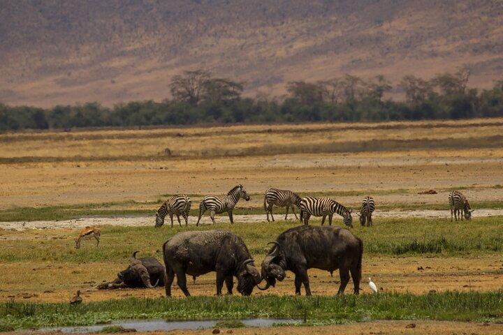3-Day Serengeti and Ngorongoro Safari with Guide