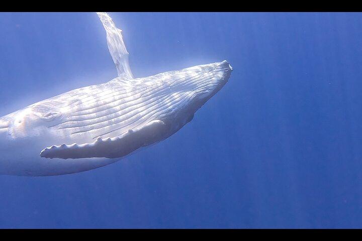 Private boat tour to swim with whales and sharks
