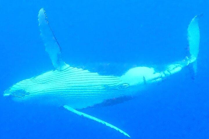 Private boat tour to swim with whales and sharks