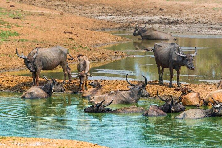 Udawalawe Safari & Transfer to Arugam Bay - Private Day Trip