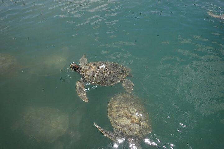 Turtle Center, Starfish, Stingray, & Snorkeling(4-Stop Adventure)