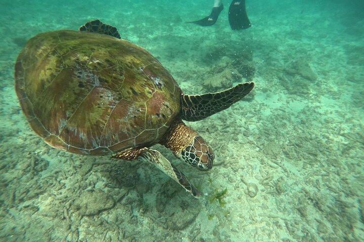 Hikkaduwa Unforgettable Snorkeling Experience