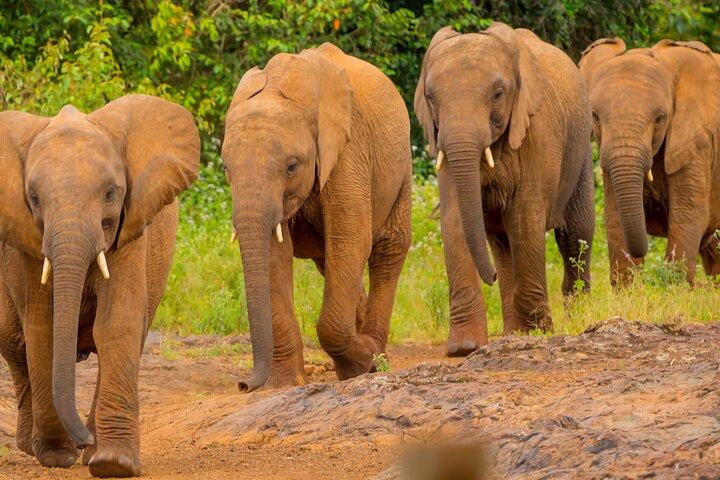 Nairobi National Park, Elephants Orphanage Private Tour