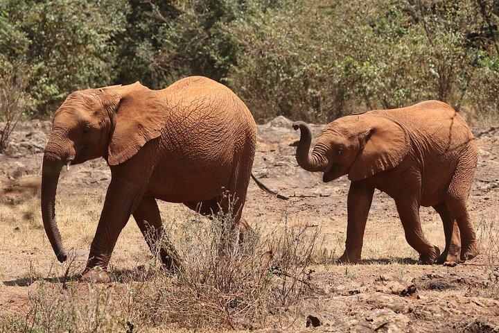 Nairobi National Park, Elephants Orphanage Private Tour