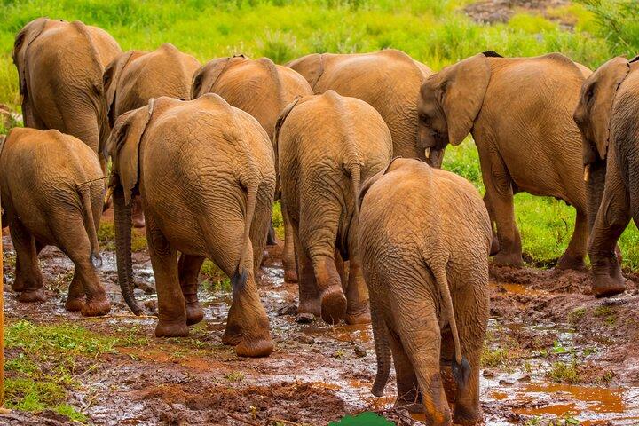 Nairobi National Park, Elephants Orphanage Private Tour