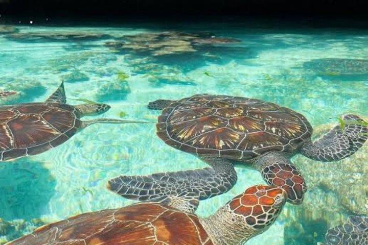 Swimming with Sea Turtles at Salaam Cave Aquarium in Kizimkazi