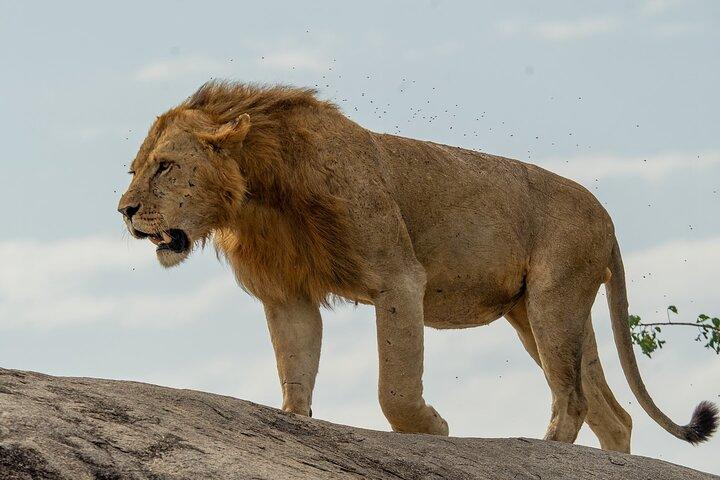 4 Days Group Camping Safari
