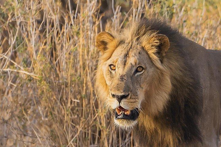 4 Days Group Camping Safari