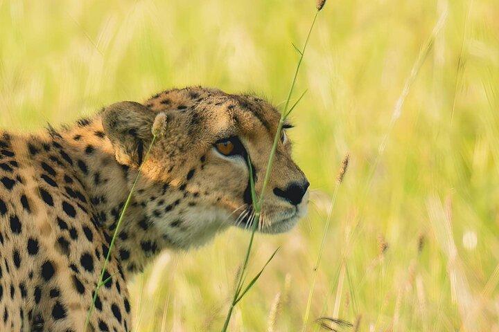 4 Days Group Camping Safari