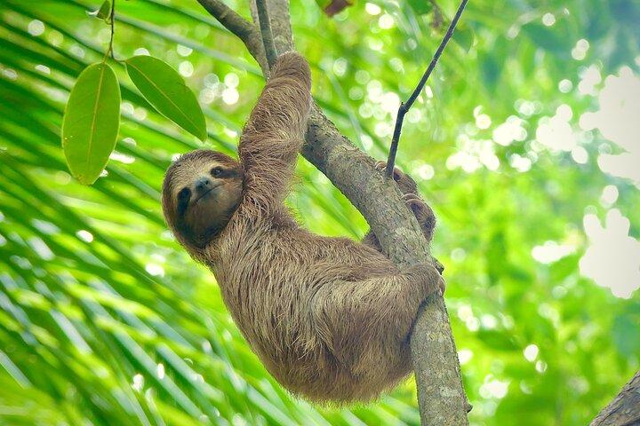 A Bocas Mangrove Kayak & Reef Snorkel Eco Tour