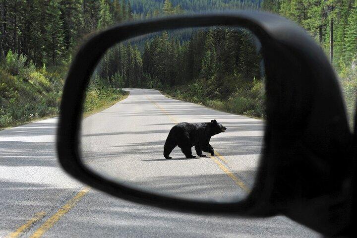 Banff Wildlife Explore and Johnston Canyon Hiking Tour