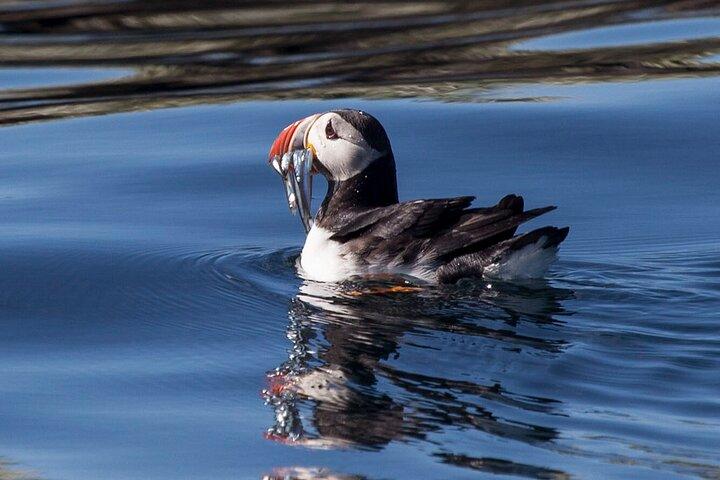 Wildlife Whale Watching and Puffin Tour in Reykjavik