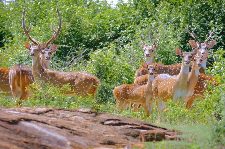 Yala Safari From Arugam Bay & Transfer to Other Locations