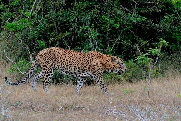Wilpattu Wild Safari Day Trip - Private & All Inclusive