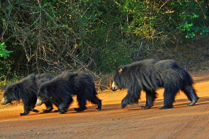 Yala Safari From Arugam Bay & Transfer to Other Locations