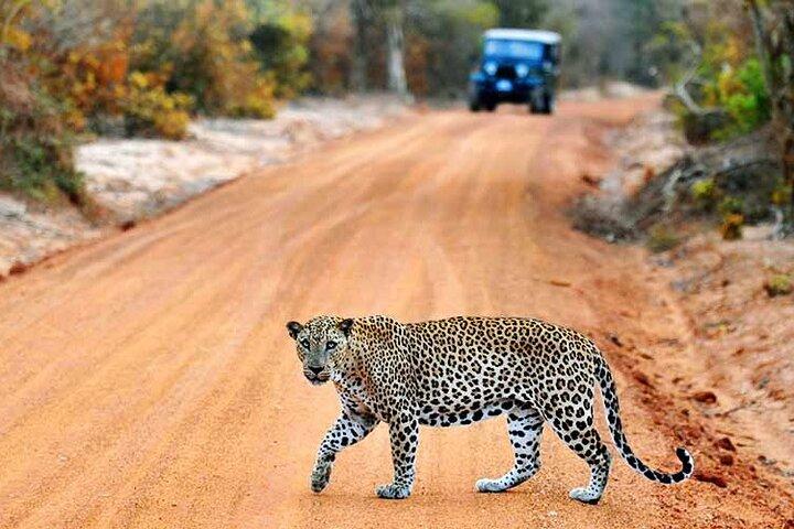 Yala Safari Day Trip from South Coast Region & Transfer to Ella