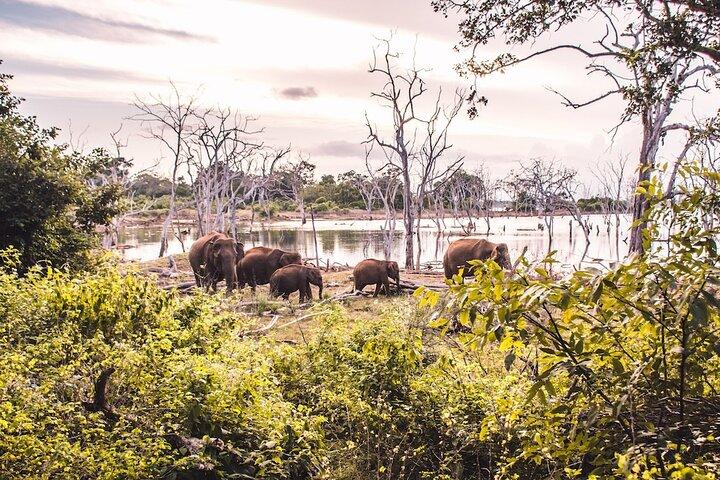 Yala Safari From Arugam Bay & Transfer to Other Locations