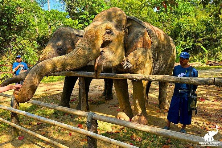 Phuket: Hidden Forest Elephant Reserve Guided Tour with Lunch
