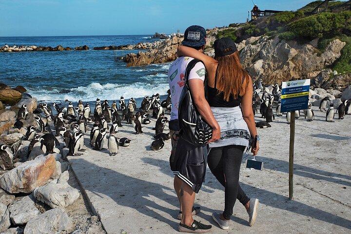 Hermanus Whale Watching Boat Cruise & Penguins from Cape Town